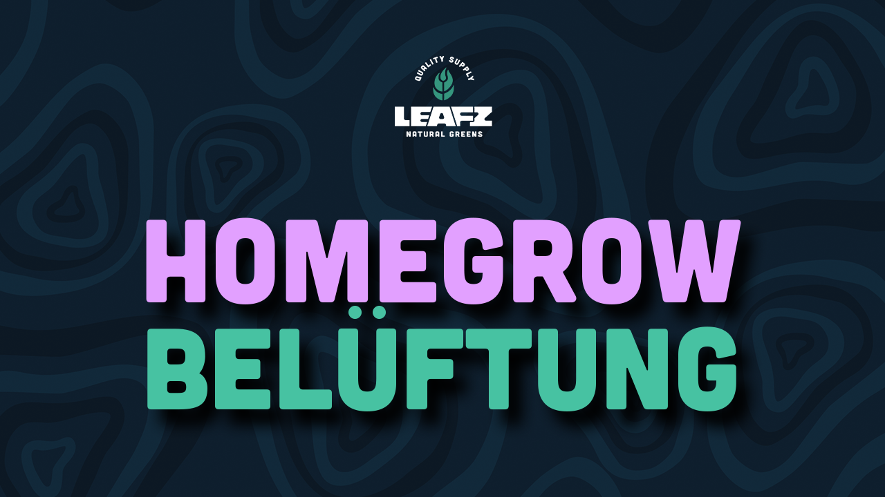 Cannabis Homegrow Belüftung