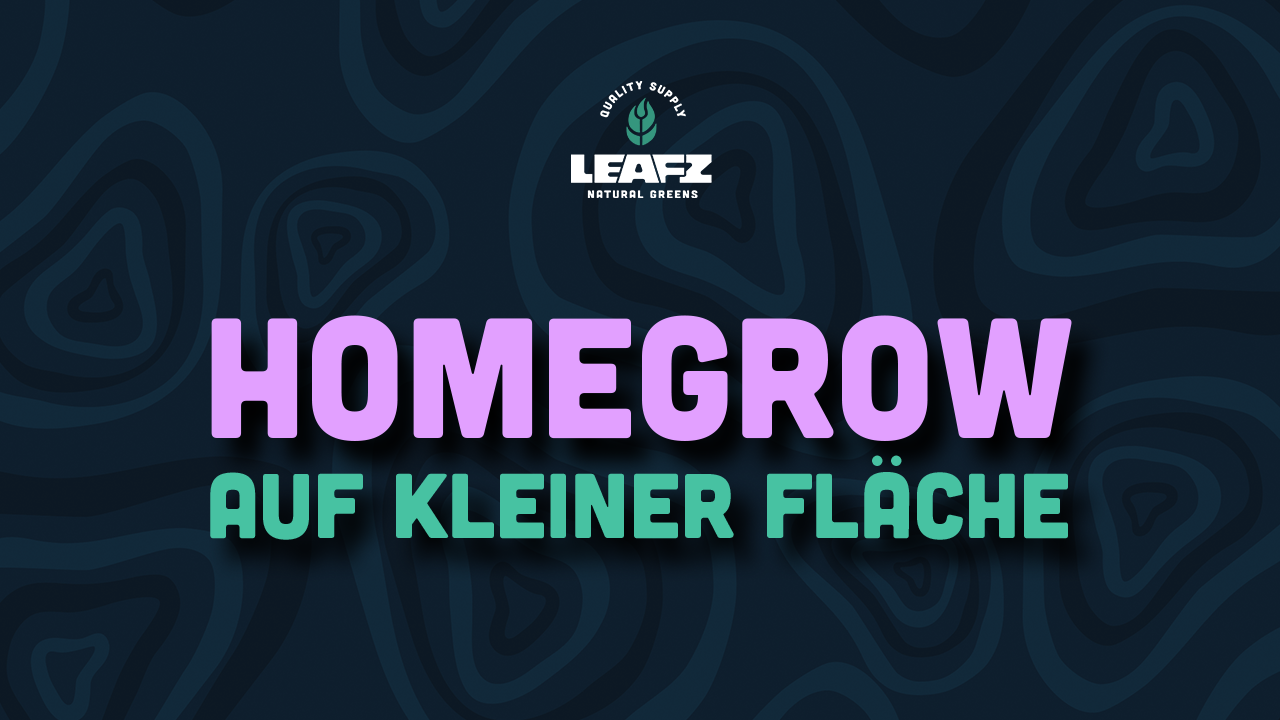 Optimaler Anbau auf kleinstem Raum: Dein Guide für effektiven Homegrow in kleinen Räumen