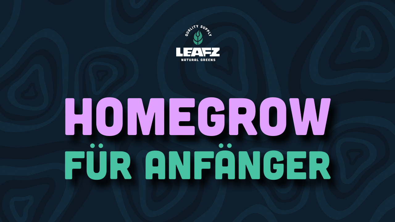 Homegrow Anfaenger