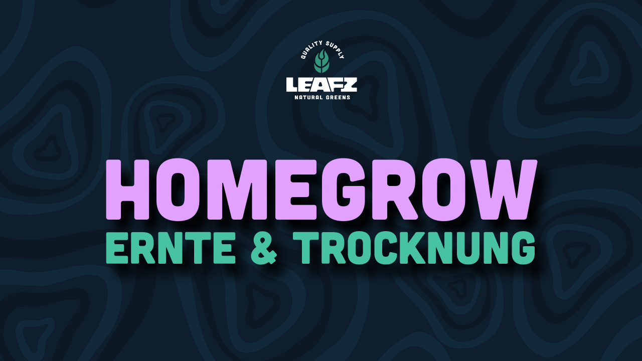 Homegrow Ernte und Trocknung