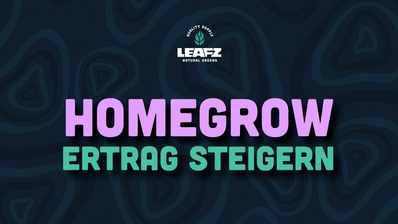 Homegrow Ertrag steigern